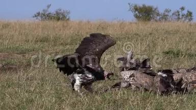 非洲白背秃鹫、非洲陀螺、鲁佩尔`秃鹫、罗佩佩利、拉佩特脸秃鹫或努比亚秃鹫、托戈斯